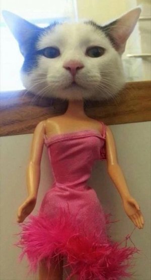 catbarbie.jpg