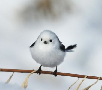 Screenshot 2024-04-25 at 5.56.32 AM.jpg