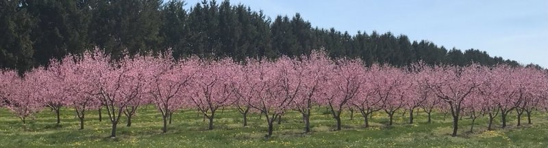 Peach Trees Flowering.jpg