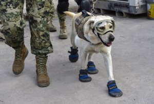 frida-dog-mexico-city-earthquake.jpg