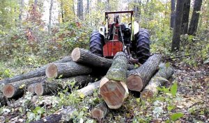 pileoflogs.jpg