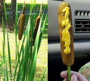 wild-corn-corn-dogs.jpg