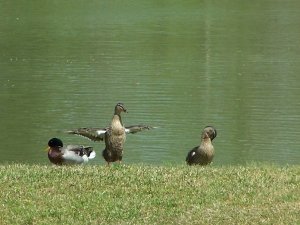 duck can fly.jpg