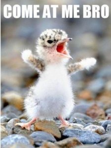 Come-At-Me-Bro-Funny-Bird.jpg