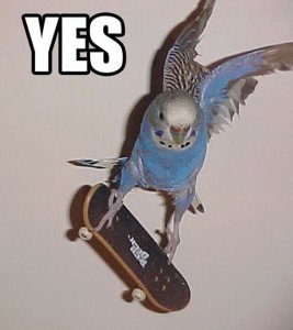Funny-Bird-Sketing.jpg