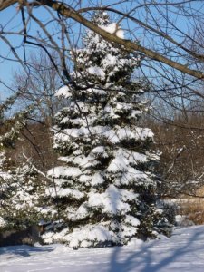 snow on tree (600x800).jpg