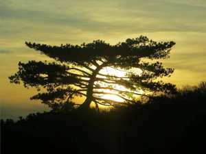 Sun in the pine.jpg