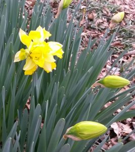 daffs21718b.jpg