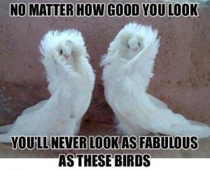 No-Matter-How-Good-You-Look-Funny-Bird-Meme.jpg
