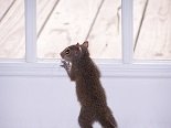 squirel.jpg