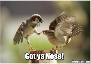 Got-Ya-Nose-Funny-Bird-Couple.jpg