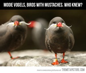Funny-Birds-With-Long-Mustaches.jpg