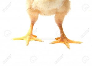 legs.jpg