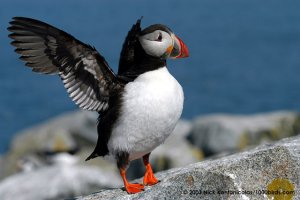 puffin.jpg