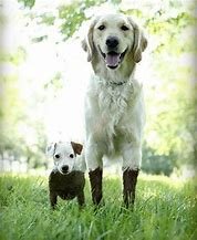Muddy Dogs from Ken N Tx.jpeg