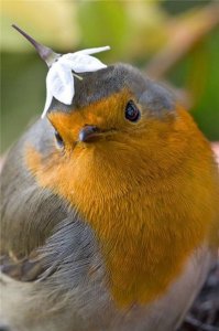 My-Lovely-Hat-Funny-Bird.jpg