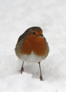 robingardensnow3.jpg