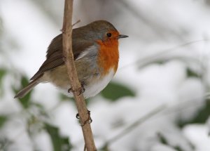 robinsnowgarden.jpg