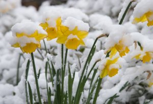 snowdaffs2018.jpg