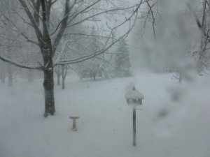 snow back (800x600).jpg