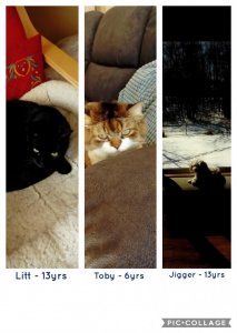 Collage 2018-03-03 14_35_40.jpg