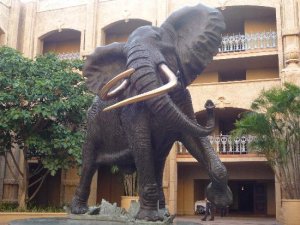 elepha.jpg