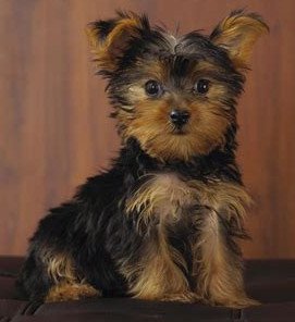 yorkie.jpg