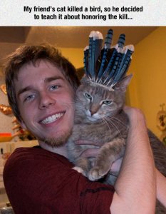 funny-cat-feather-hat-hunt.jpg