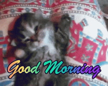 funny-animals-good-morning.gif