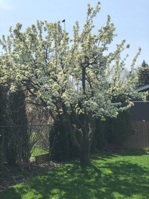 Pear Tree.jpg