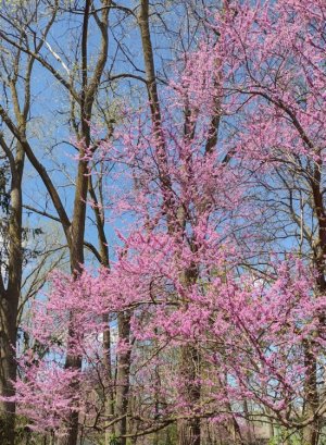 Redbud.jpg