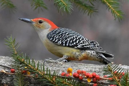 red-bellied-woodpecker-perching.jpg