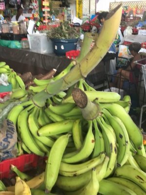 Bananas on the Stalk.jpg