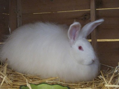 angora.jpg