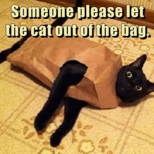 catoutofbag.jpg