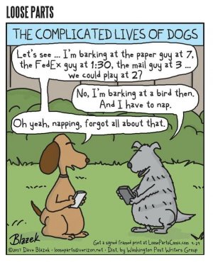 doglives.jpg
