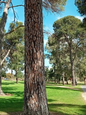 tree at angaston oval.jpg