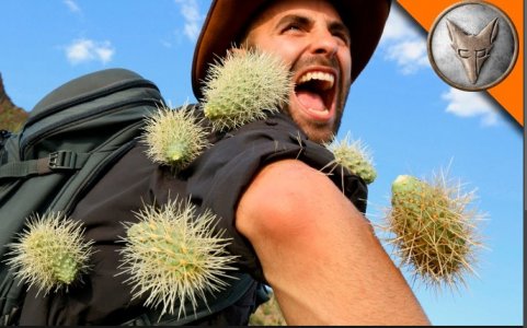 cactus.jpg