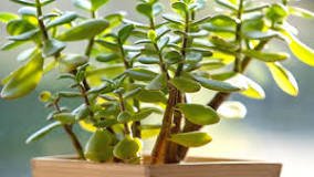 How Can You Tell if Your Jade Plant is Getting Too Much Sun?