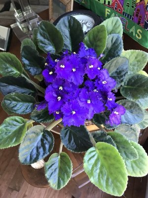 African Violet.jpg