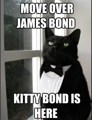 kitty.jpg