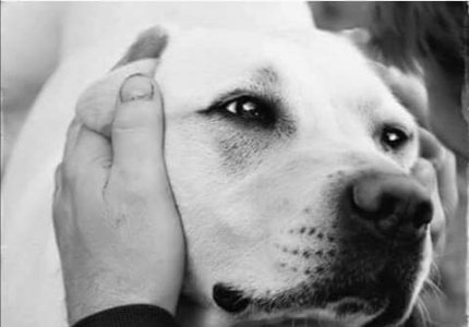 dog 233.jpg