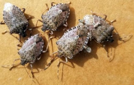 stinkbugs.jpg