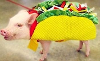 Taco Pig.jpg