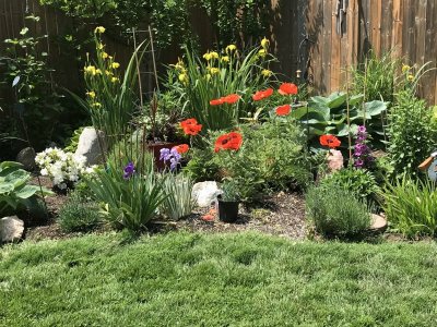 Back Garden.jpg