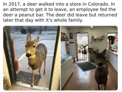 deer-return.jpg