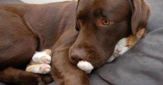 socutedogandkitten.jpg