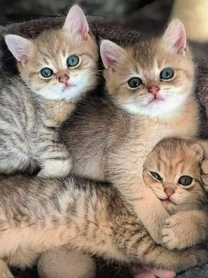 kitten x 3.jpg