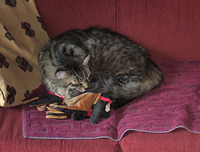 Smitty & gloves.JPG