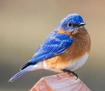 Bluebird.jpg